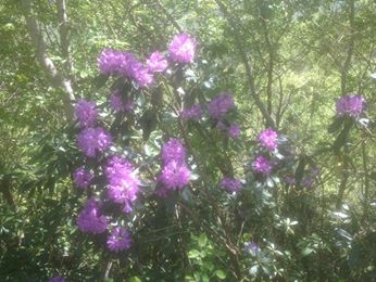 Yomra Yenice Köyü Resimleri 11