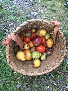 Yomra Yenice Köyü Resimleri 12