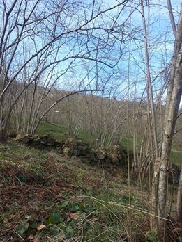 Yomra Yenice Köyü Resimleri 15