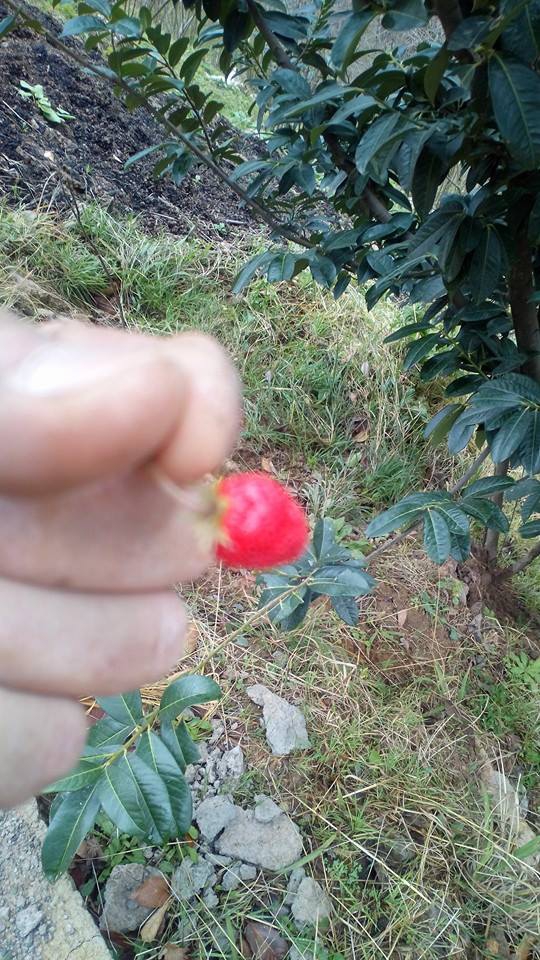 Yomra Yenice Köyü Resimleri 19