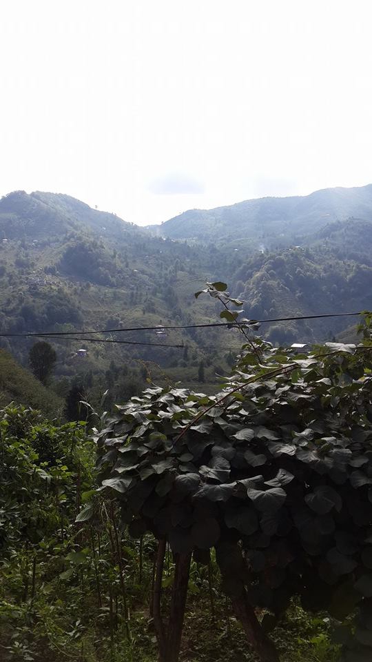 Yomra Yenice Köyü Resimleri 21