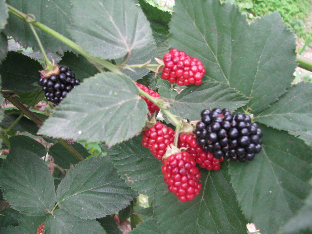 Yomra Yenice Köyü Resimleri 25