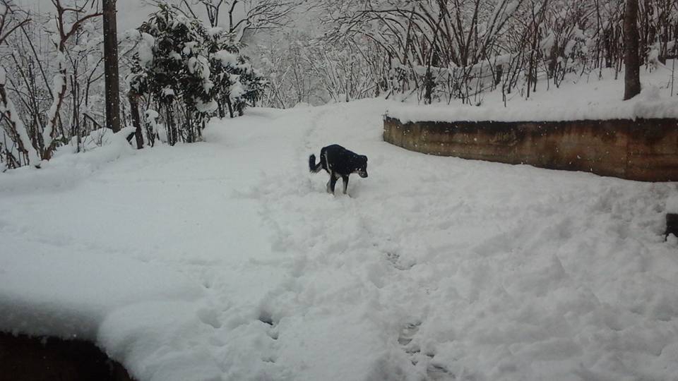 Yomra Yenice Köyü Resimleri 5