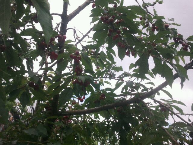 Dilovası Çerkeşli Köyü Resimleri 2