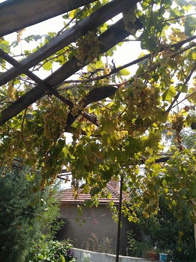 Babaeski Kuzuçardağı Köyü Resimleri 10