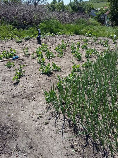 Babaeski Kuzuçardağı Köyü Resimleri 11