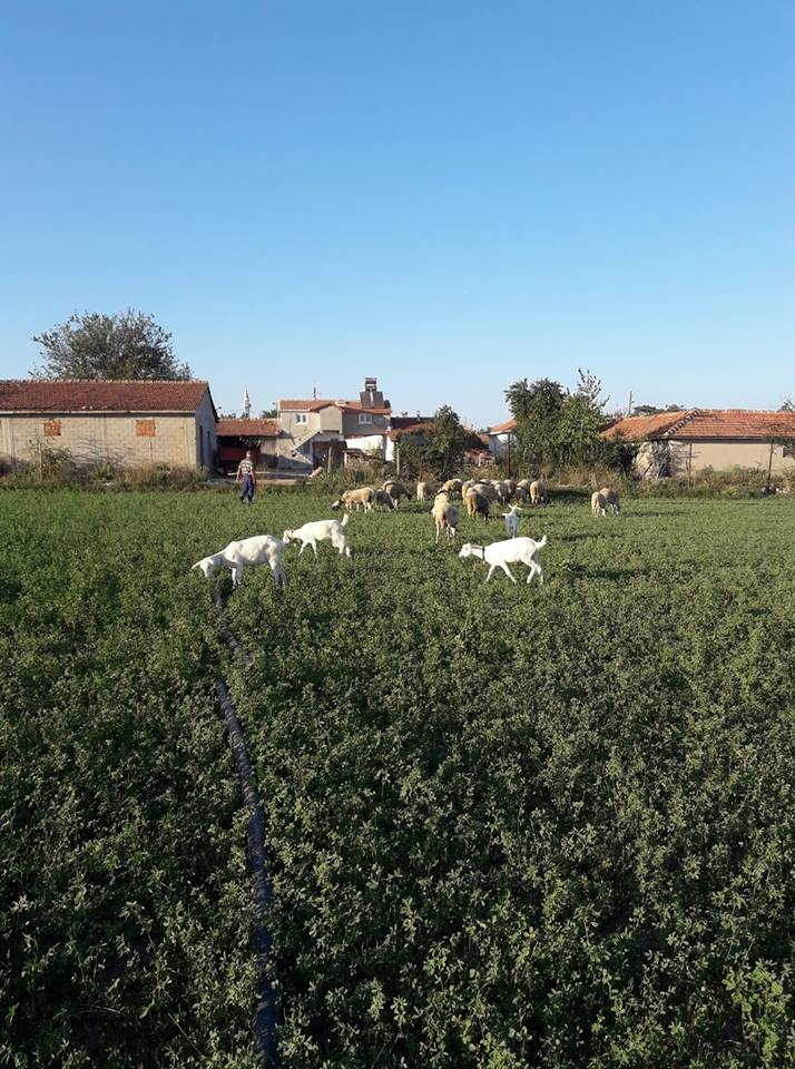 Babaeski Kuzuçardağı Köyü Resimleri 2