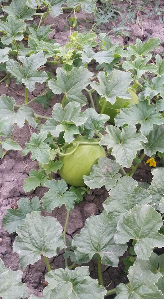 Babaeski Kuzuçardağı Köyü Resimleri 4