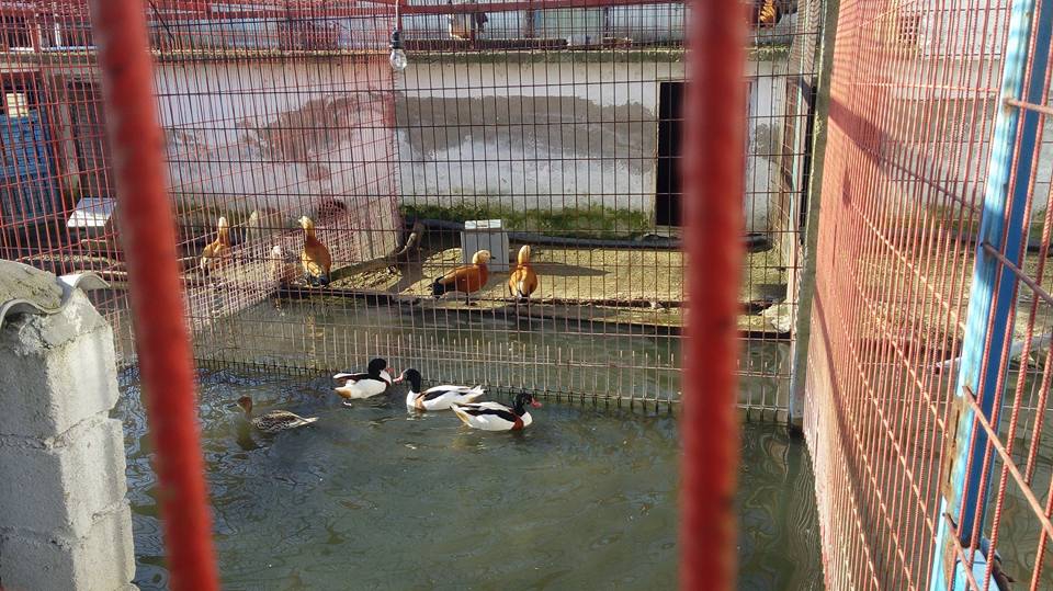 Babaeski Kuzuçardağı Köyü Resimleri 5