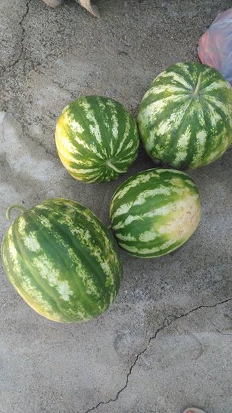 Babaeski Minnetler Köyü Resimleri 1