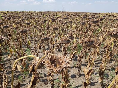 Babaeski Minnetler Köyü Resimleri 4