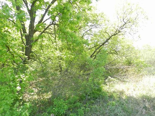 Babaeski Müsellim Köyü Resimleri 2