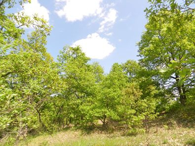 Babaeski Müsellim Köyü Resimleri 4