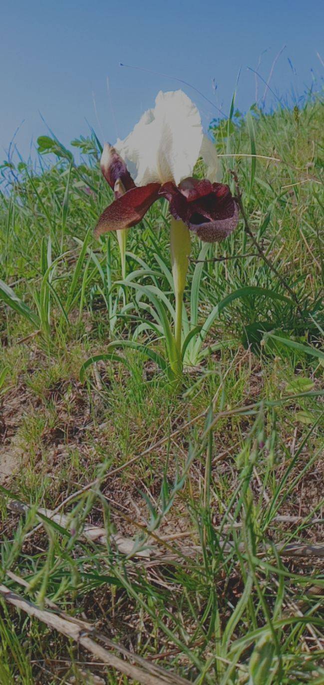 Malazgirt Gölağılı Köyü Resimleri 5