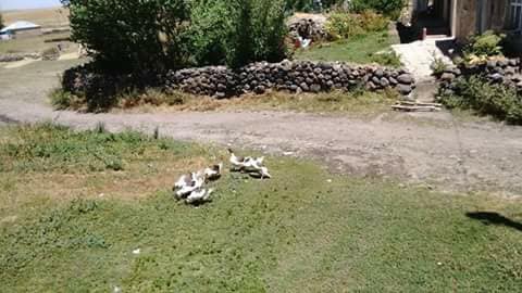 Malazgirt Söğütlü Köyü Resimleri 4