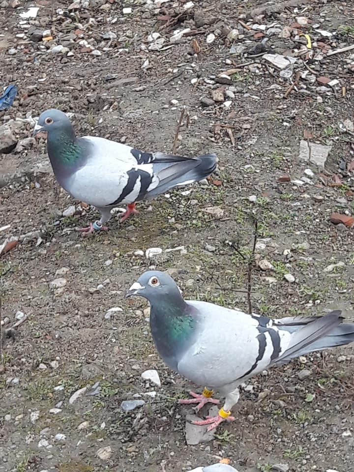 Dilovası Fatih Köyü Resimleri 3