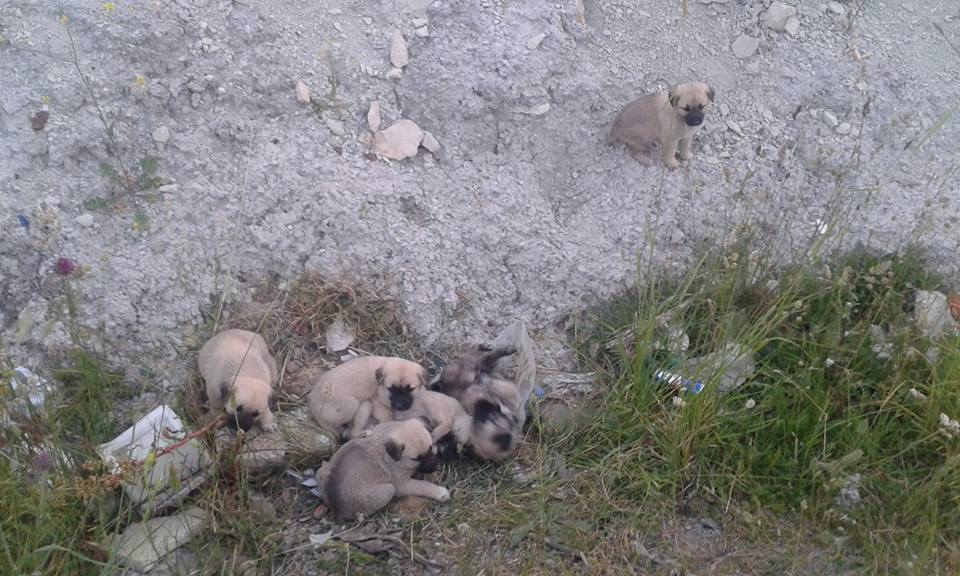 Dilovası Köseler Köyü Resimleri 3