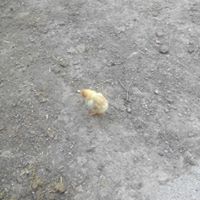 Gebze Ahatlı Köyü Resimleri 13