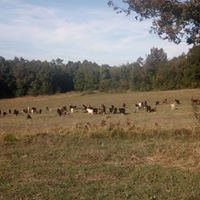 Gebze Ahatlı Köyü Resimleri 22