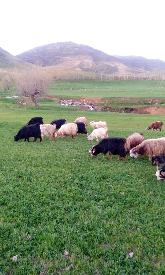 Varto Başkent Köyü Resimleri 3