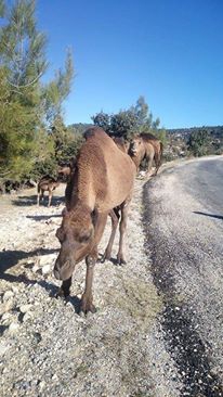 Adana Pozantı Aşçıbekirli Köyü Resimleri 14