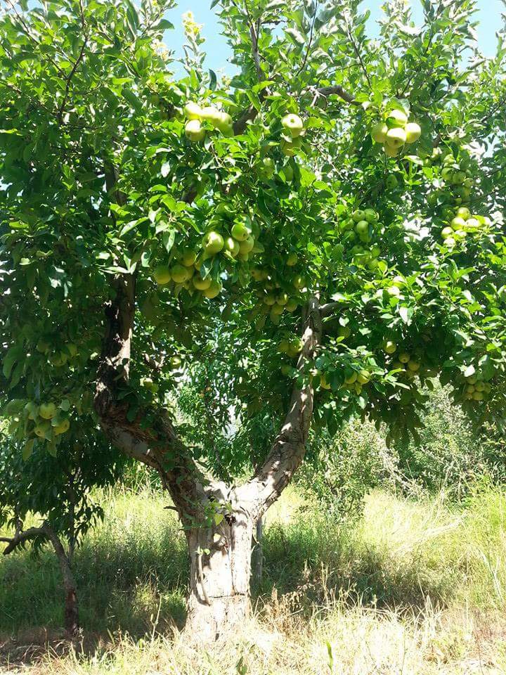 Adana Pozantı Aşçıbekirli Köyü Resimleri 21