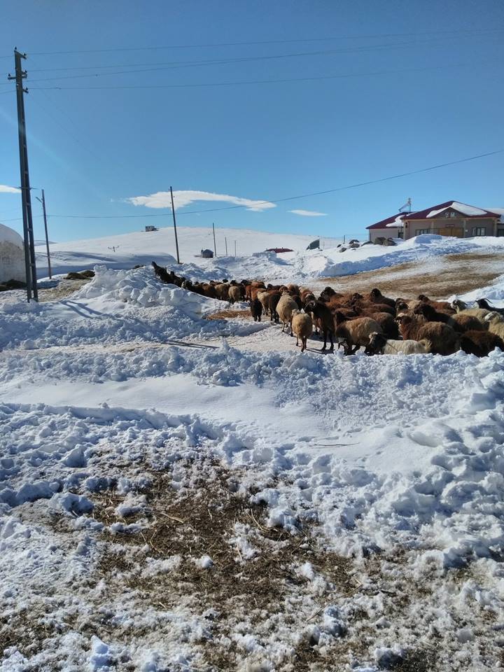 Varto Gölyayla Köyü Resimleri 6