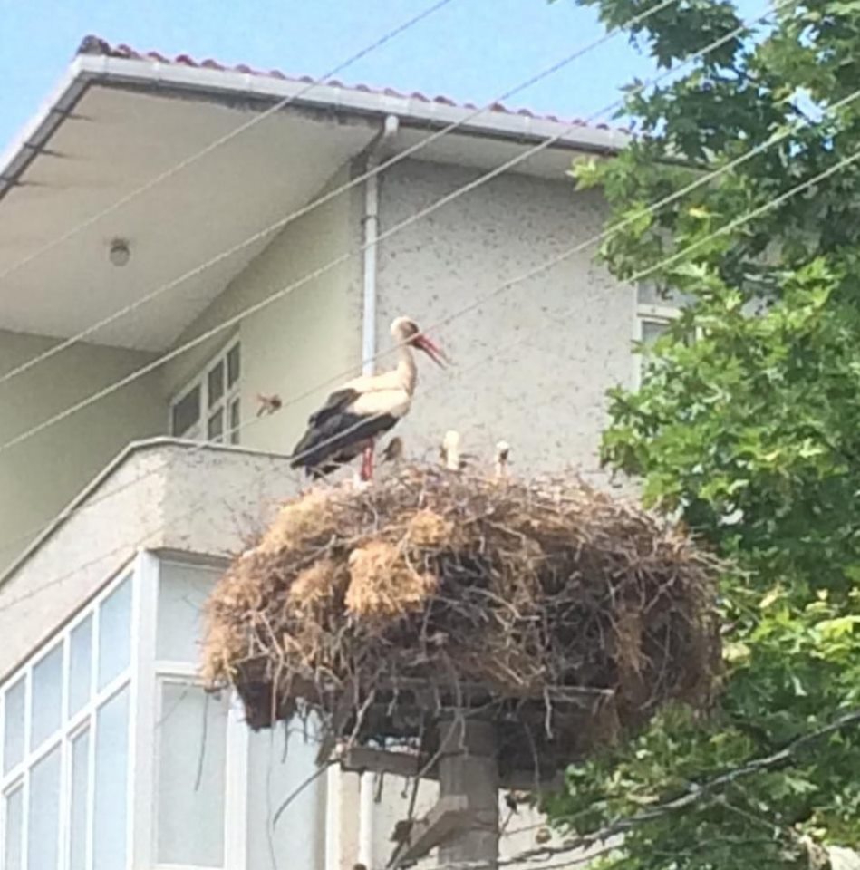 Gebze Balçık Köyü Resimleri 15