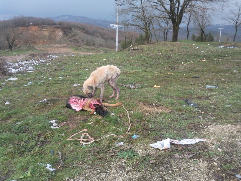 Gebze Denizli Köyü Resimleri 1