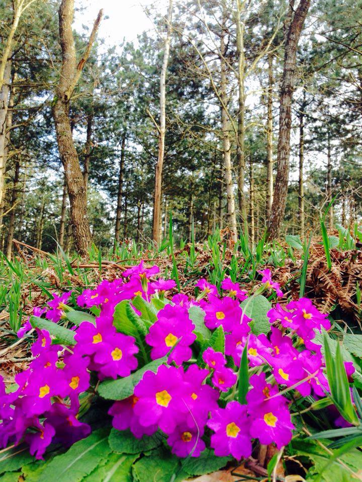 Gebze Denizli Köyü Resimleri 2