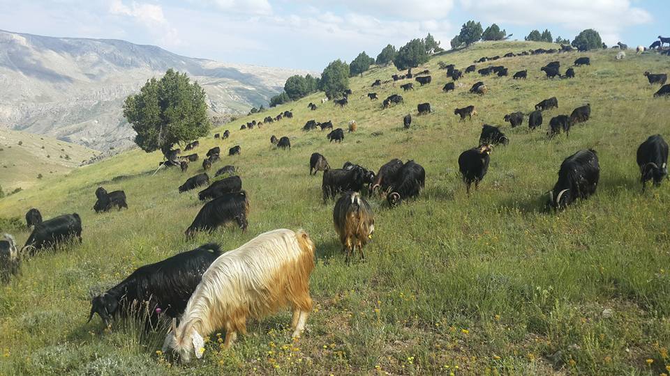 Divriği Akpelit Köyü Resimleri 5
