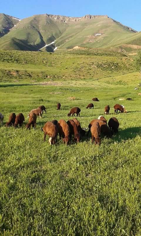 Varto Taşlıyayla Köyü Resimleri 3