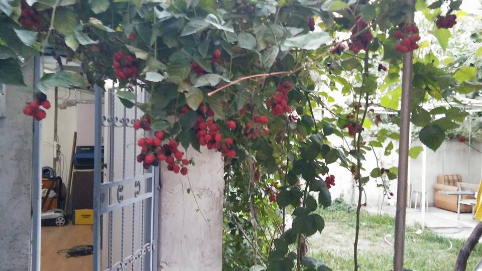 Gebze İstasyon Köyü Resimleri 4