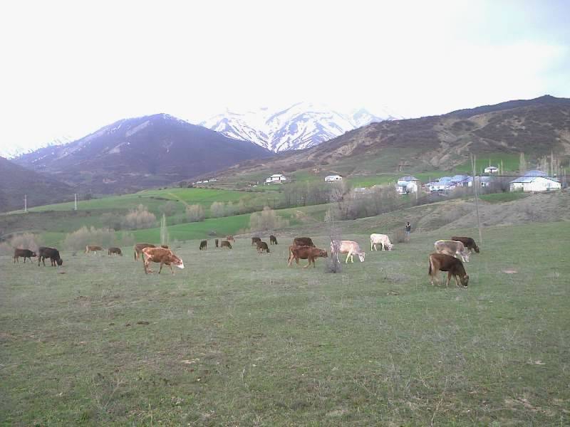 Divriği Bahtiyar Köyü Resimleri 8