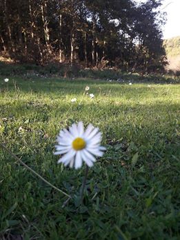 Gebze Mimar Sinan Köyü Resimleri 4