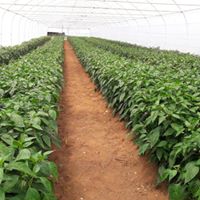 Gebze Ovacık Köyü Resimleri 5