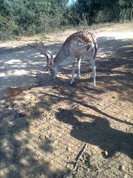 Gebze Pelitli Köyü Resimleri 1