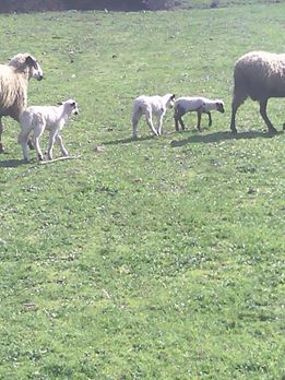 Gebze Pelitli Köyü Resimleri 2
