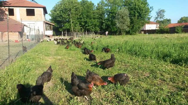 Gebze Pelitli Köyü Resimleri 7