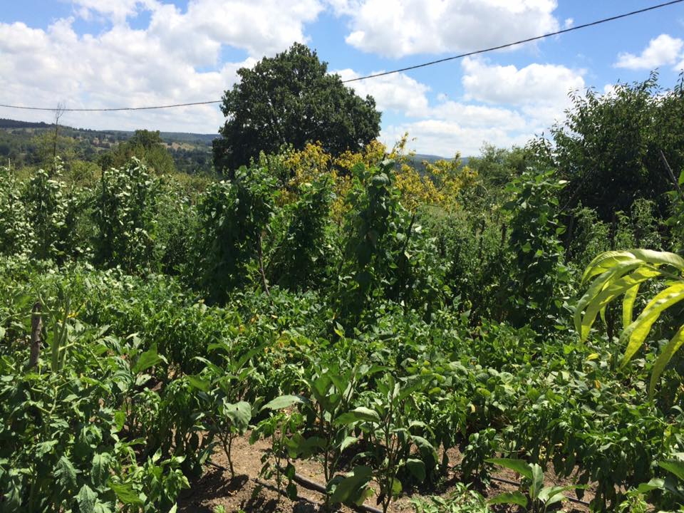 Gebze Yağcılar Köyü Resimleri 10
