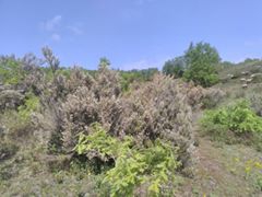 Gebze Yağcılar Köyü Resimleri 9