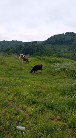 Gölcük İcadiye Köyü Resimleri 2