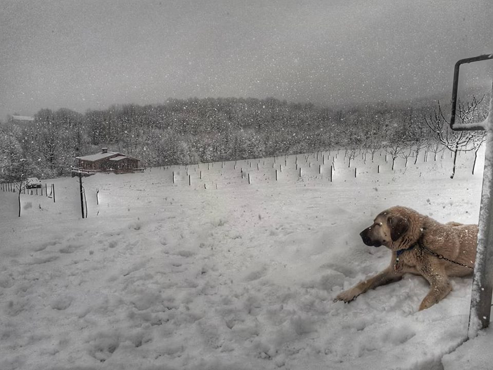 Gölcük İrşadiye Köyü Resimleri 6