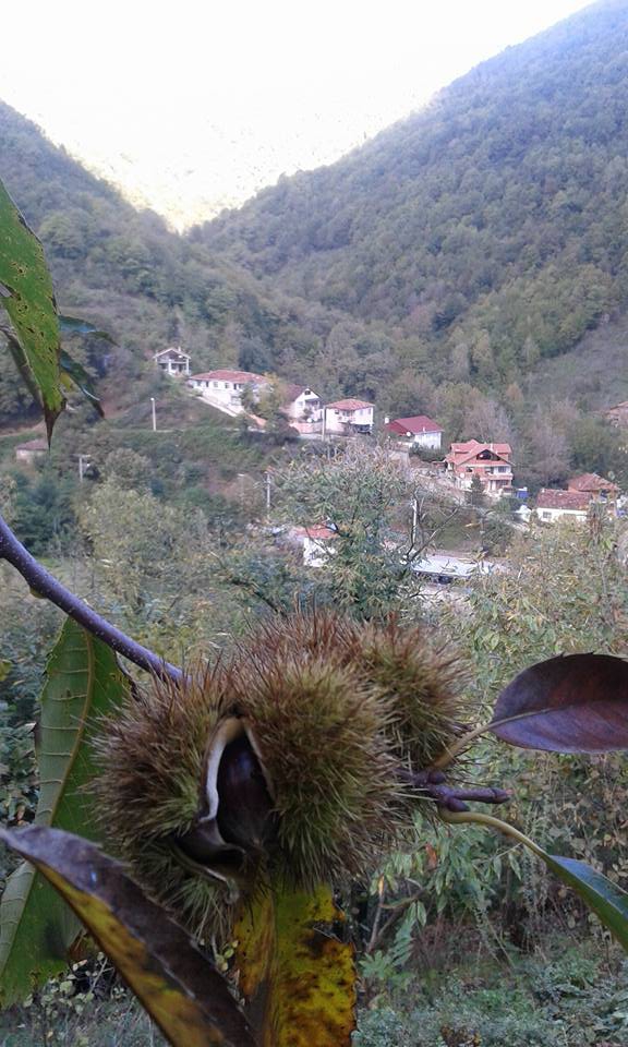 Gölcük Lütfiye Köyü Resimleri 2