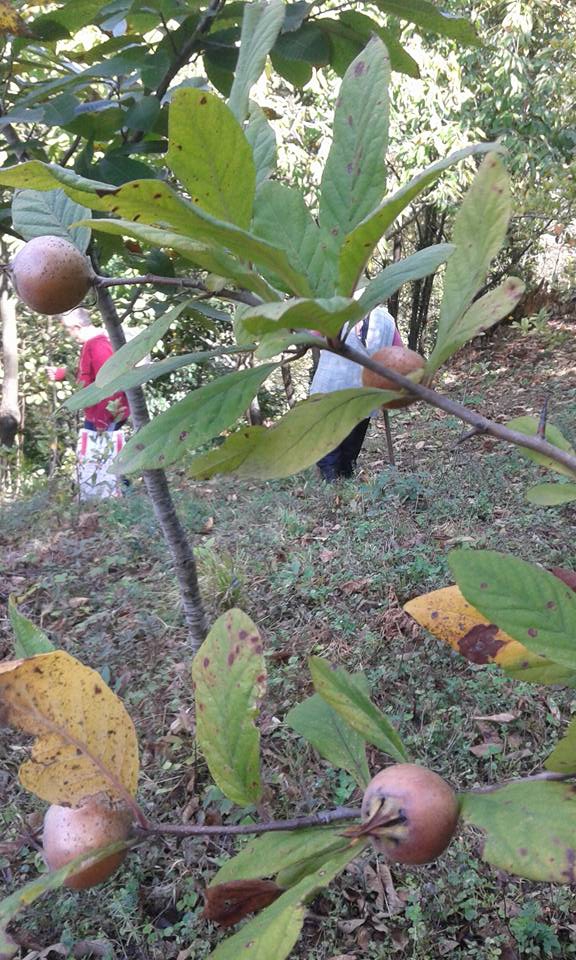 Gölcük Lütfiye Köyü Resimleri 4