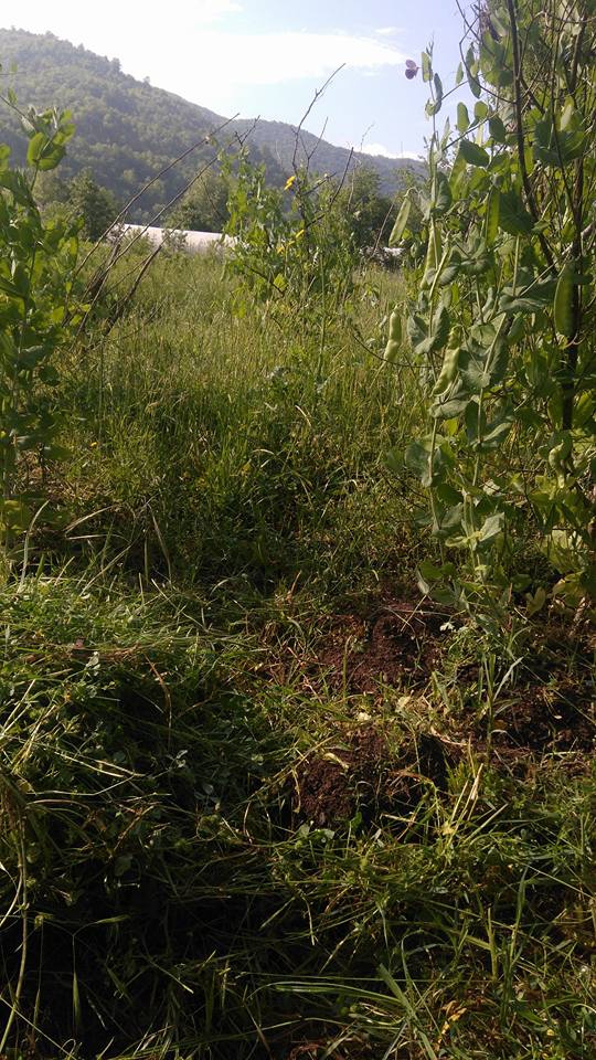 Gölcük Lütfiye Köyü Resimleri 9