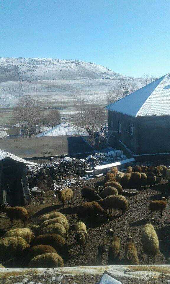 Muş Bostankent Köyü Resimleri 7