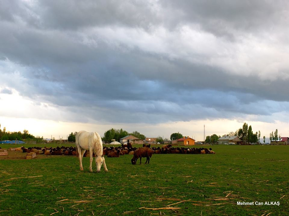 Muş Çukurbağ Köyü Resimleri 1