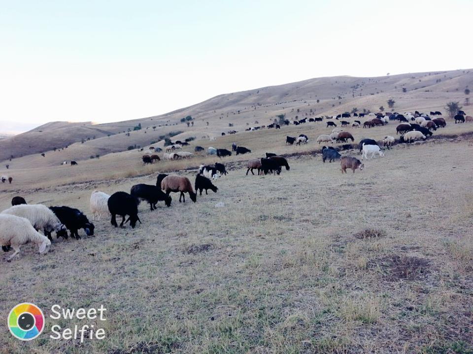 Muş Dilimli Köyü Resimleri 1