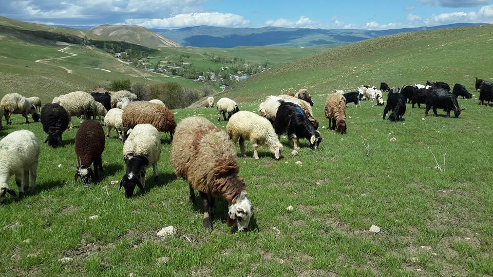 Muş Dilimli Köyü Resimleri 11